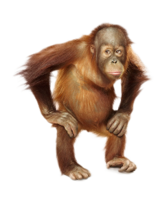 Orangutan PNG-31362